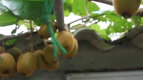 Taking a look at my kiwis Stock Footage 250406066