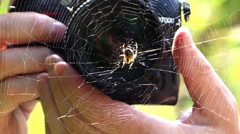 Taking a macro photo of a spider Stock Footage 33489805