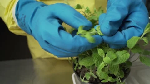 Taking mint with bio hazard suit and blue gloves 库存影片 199588591
