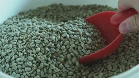 Taking out raw coffee with a red spatula. 库存影片 142011957
