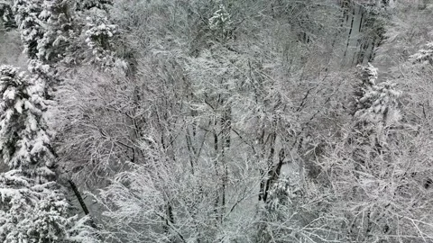 Taking off over a snowy forest Stock Footage 231261573