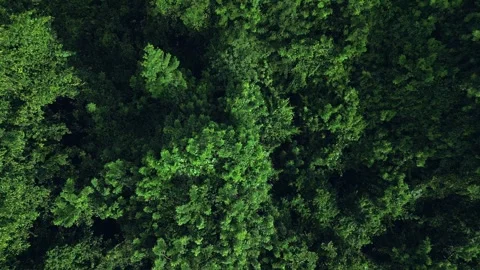 Taking off over tropical thickets with a drone in sunny weather. Stock Footage 287243923