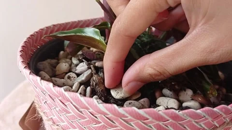 Taking a pebble on a vase of flower Stock Footage 146254631