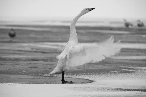 Taking off Foto stock