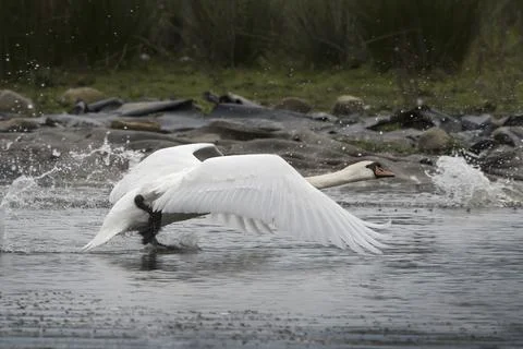 Taking off Foto stock