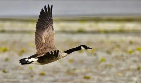 Taking off 库存照片