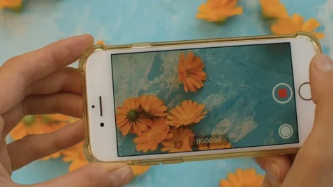 Taking photos of calendula flowers Stock Footage 137032653
