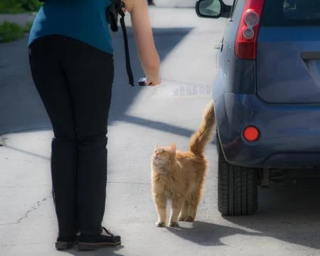 Taking picture of cat Stock Photos