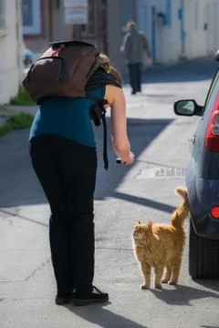 Taking picture of cat Stock Photos