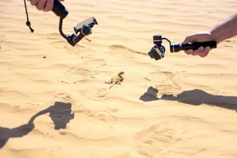 Taking picture of Spotted toad-headed Agama Stock Photos