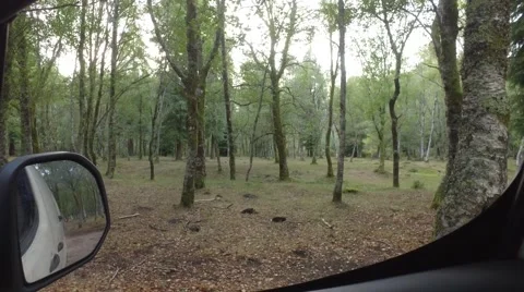 Taking picture of tree forest with a tablet inside car 4k Stock Footage 67997819