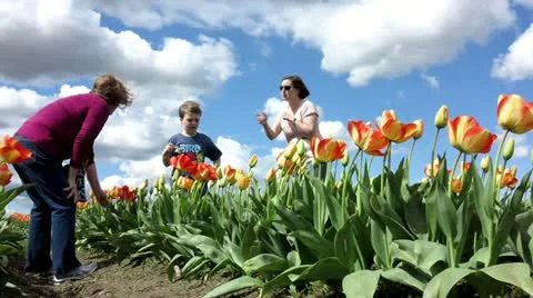 Taking picture of tulips Stock Footage 11139548