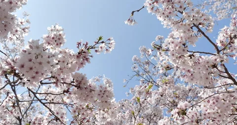 Taking pictures of cherry blossoms while rolling the camera Stock Footage 146820472