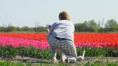 Taking pictures of tulips Stock Footage 88987664
