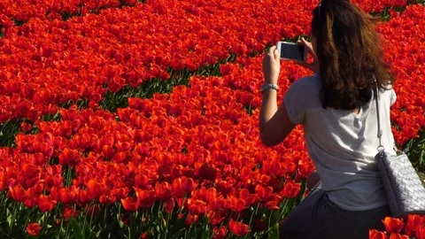 Taking pictures of tulips Video stock 88987681