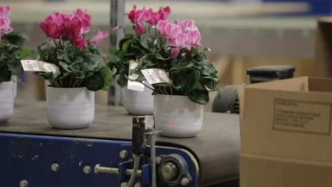 Taking plants from conveyor belt to pack Stock Footage 86685825