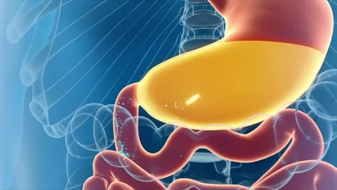 Taking probiotics: after oral administration, the pill dissolves in the stomach Stockbeeldmateriaal 345199242