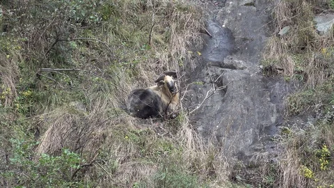 Taking rest on the grassy steep Chinese mountain slope turning head Vidéo 119875804