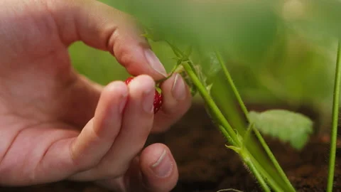 Taking of ripe red strawberry from sprout close-up, hand holding little berry Stock Footage 156876152