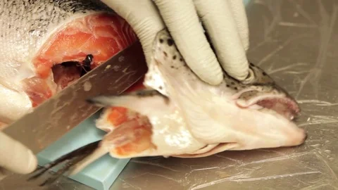 Taking of salmon's head Stock Footage 71724053
