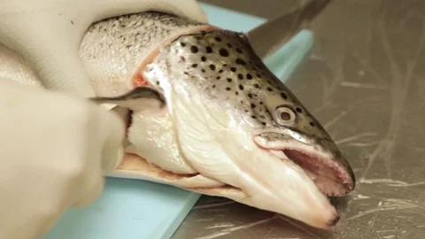 Taking of salmon's head Stock Footage 71731868