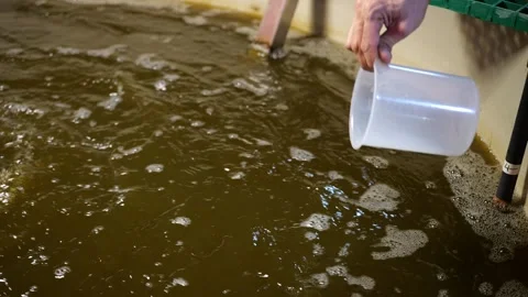 Taking sample from aquaculture boiling c... | Stock Video | Pond5