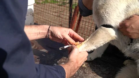 Taking a sample of blood from dog for analysis. Video stock 244240192