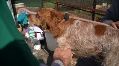 Taking a sample of blood from dog for analysis. Video stock 244242401