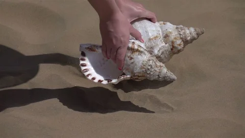 Taking shell from the sand in slow motion 250fps Stock Footage 101208695