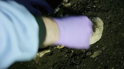 Taking Skull And bones from Unearthed Crime Scene Stock-Footage 20482980