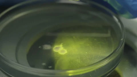Taking the small amount of egg yolk product sample with a laboratory pipette Stock Footage 220043666