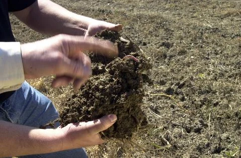 Taking a soil sample on a field Foto stock