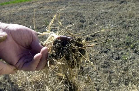 Taking a soil sample on a field Stock Photos