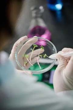 Taking tiny green germ from Petri dish 写真素材