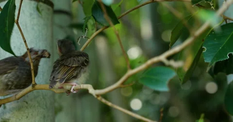Taking video of a bird chick that has just left the nest. Video stock 149257090