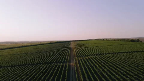 Taking video of drone with a large field of vineyard concept of agriculture and Stock Footage 150696348