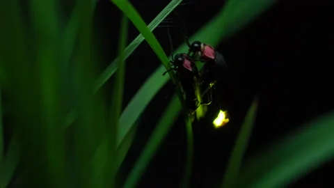 Taking video of fireflies glowing. Stock-Footage 149230774