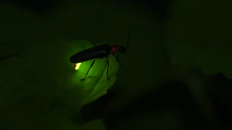 Taking video of fireflies glowing. Stock-Footage 168610535