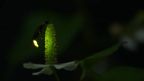 Taking video of fireflies glowing. Stock-Footage 168858154