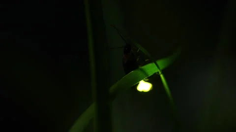 Taking video of fireflies glowing. Stock-Footage 169828318