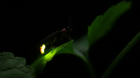 Taking video of fireflies glowing. Stock-Footage 170285519