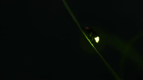 Taking video of fireflies glowing. Stock-Footage 170286404