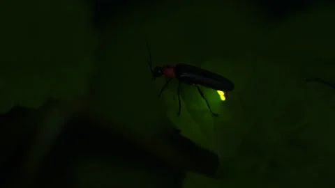Taking video of fireflies glowing. Stock-Footage 171599847