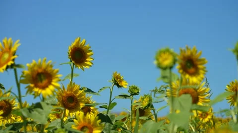 Taking video of a sunflower field in full bloom with a fixed camera. Stock Footage 172098705