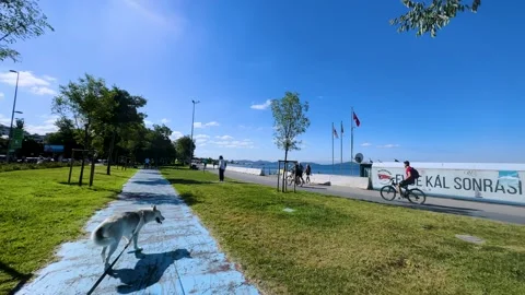 Taking a virtual walk with a husky dog by the seaside. Stock Footage 247684327