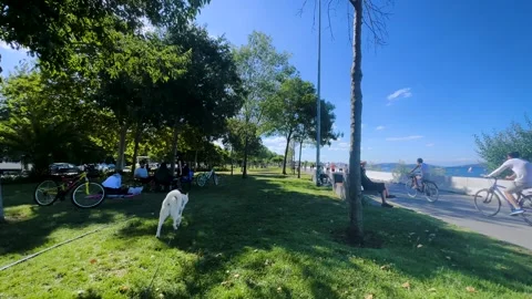 Taking a virtual walk with a husky dog by the seaside on the grass Stock Footage 247684708