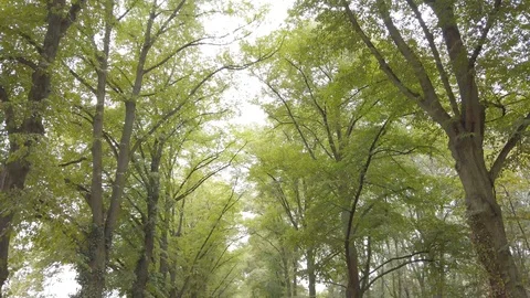 Taking a walk among the trees in a forest in autumn Stock Footage 116266268