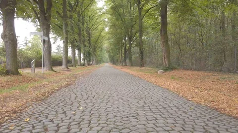 Taking a walk among the trees in a forest in autumn Stock Footage 116266311