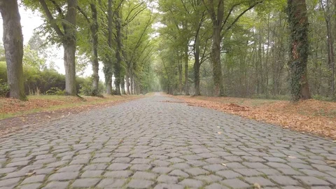 Taking a walk among the trees in a forest in autumn Stock Footage 116266316