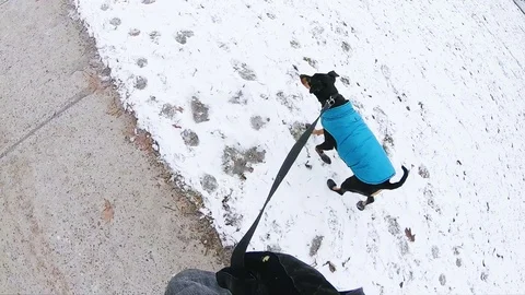Taking a Walk With a Dressed Dog During Winter Видео 102611383